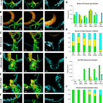 3D Er Domain Distribution And Abundance During Inheritance With 3D Er Diagram