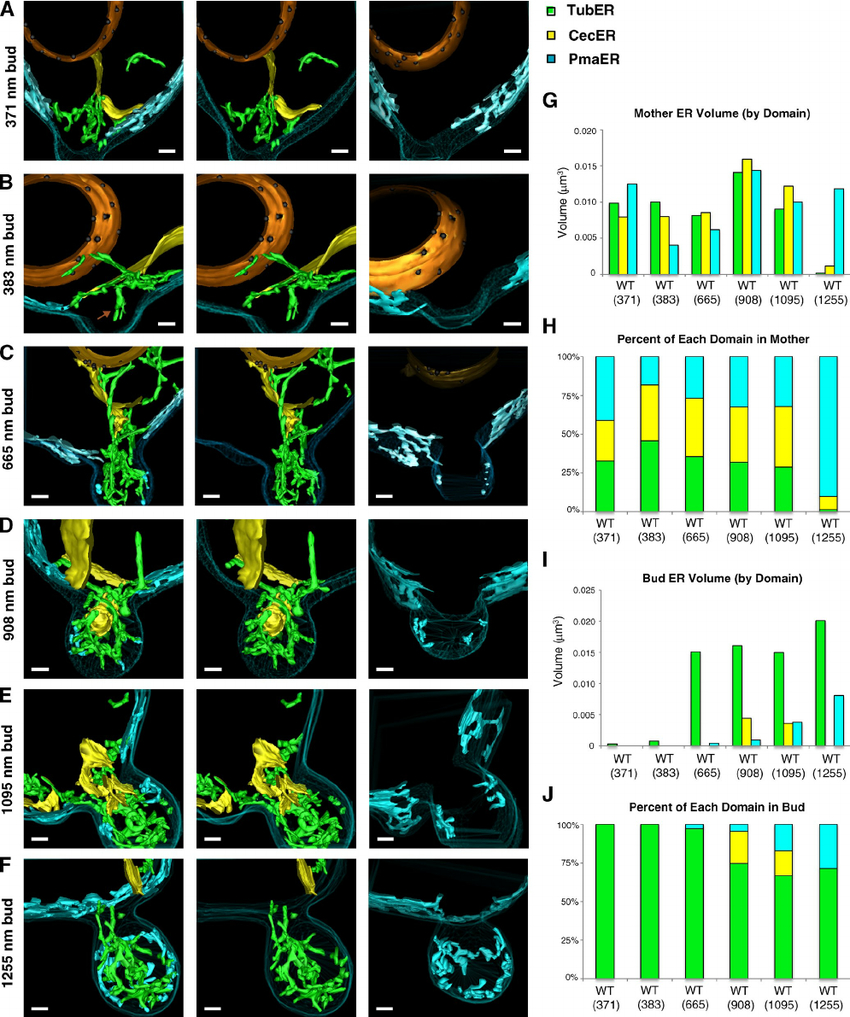 3D Er Domain Distribution And Abundance During Inheritance with 3D Er Diagram