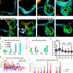 3D Er Domain Structure In Mutant  Rtn1Rtn2Yop1 . (A And B Within 3D Er Diagram