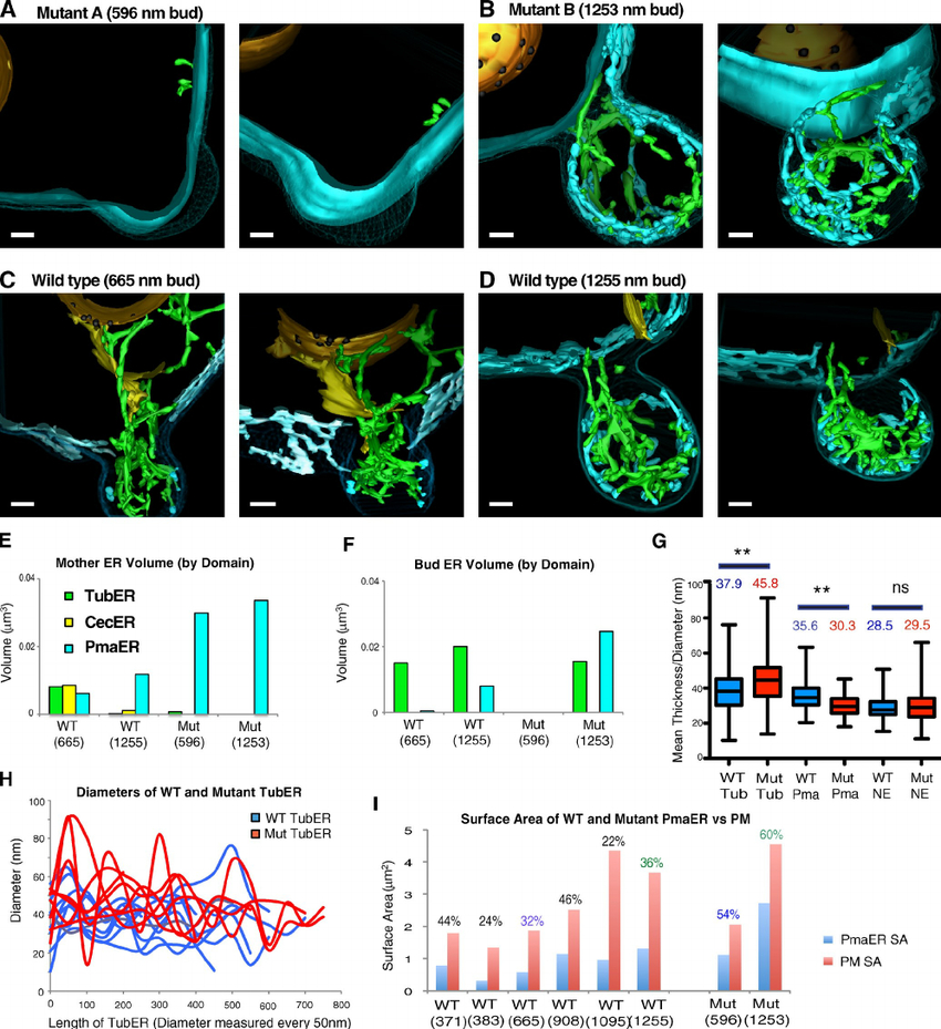 3D Er Domain Structure In Mutant  Rtn1Rtn2Yop1 . (A And B within 3D Er Diagram