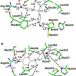 Analysis Of Two 3D Models Of Bpa In Human Er A . A. 3D Model With 3D Er Diagram