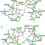 Analysis Of Two 3D Models Of Mbp In Human Er B . A. 3D Model Regarding 3D Er Diagram