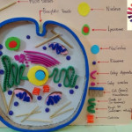 Animal Cell Model | Science 3D Project Model For Students | The4Pillars Throughout 3D Er Diagram