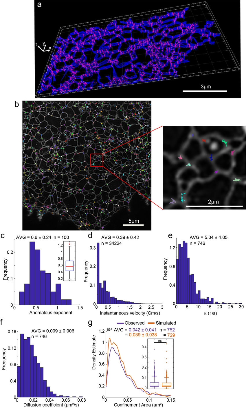 Characteristics Of Er Structural Components Mobility (A) 3D with regard to 3D Er Diagram