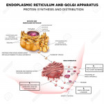 Endoplasmic Reticulum And Golgi Apparatus. Protein Synthesis.. Throughout Endoplasmic Reticulum Drawing