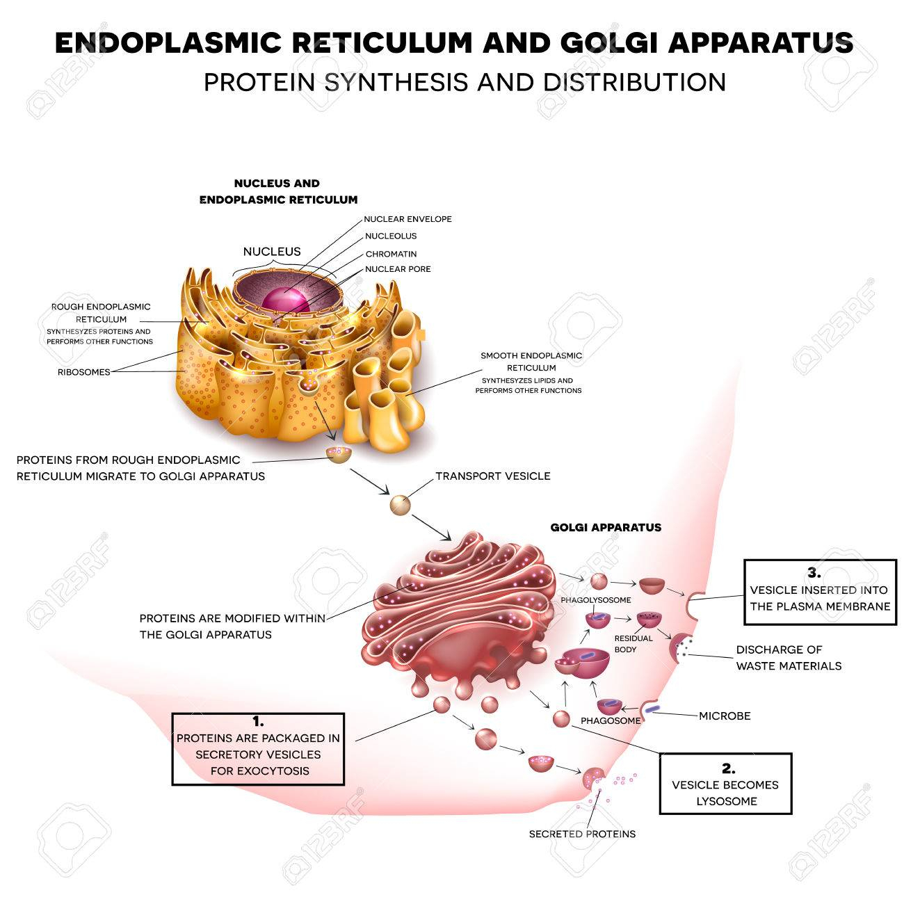 Endoplasmic Reticulum Drawing ERModelExample