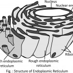 Endoplasmic Reticulum Co Translational Targeting In Protein In Endoplasmic Reticulum Drawing