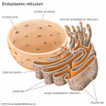 Endoplasmic Reticulum | Definition, Function, & Location With Endoplasmic Reticulum Drawing