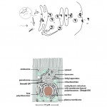 Endoplasmic Reticulum Drawing At Paintingvalley With Regard To Endoplasmic Reticulum Drawing