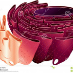Endoplasmic Reticulum Stock Illustration. Illustration Of Inside Endoplasmic Reticulum Drawing