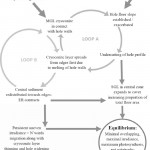 Flow Diagram Illustrating The Proposed Mechanism Of Lateral Regarding Er Diagram Loop