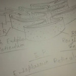 How To Draw Endoplasmic Reticulum. Throughout Endoplasmic Reticulum Drawing