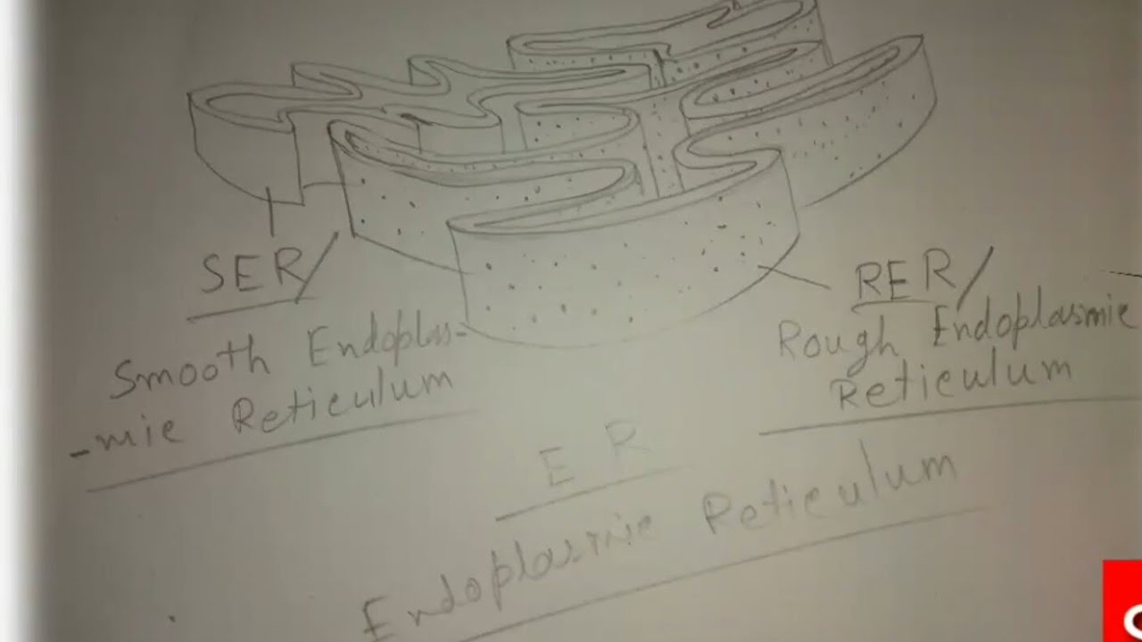 Endoplasmic Reticulum Drawing