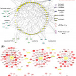 Networks Of Connectivity Between Mirna And Mrna. (A For Er Diagram Connectivity