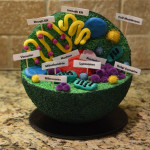 Reed's 7Th Grade Advanced Science Animal Cell Project 3D Inside 3D Er Diagram