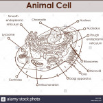 Rough Endoplasmic Reticulum Stock Photos & Rough Endoplasmic In Endoplasmic Reticulum Drawing