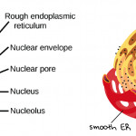 The Endomembrane System (Article) | Khan Academy Regarding 3D Er Diagram