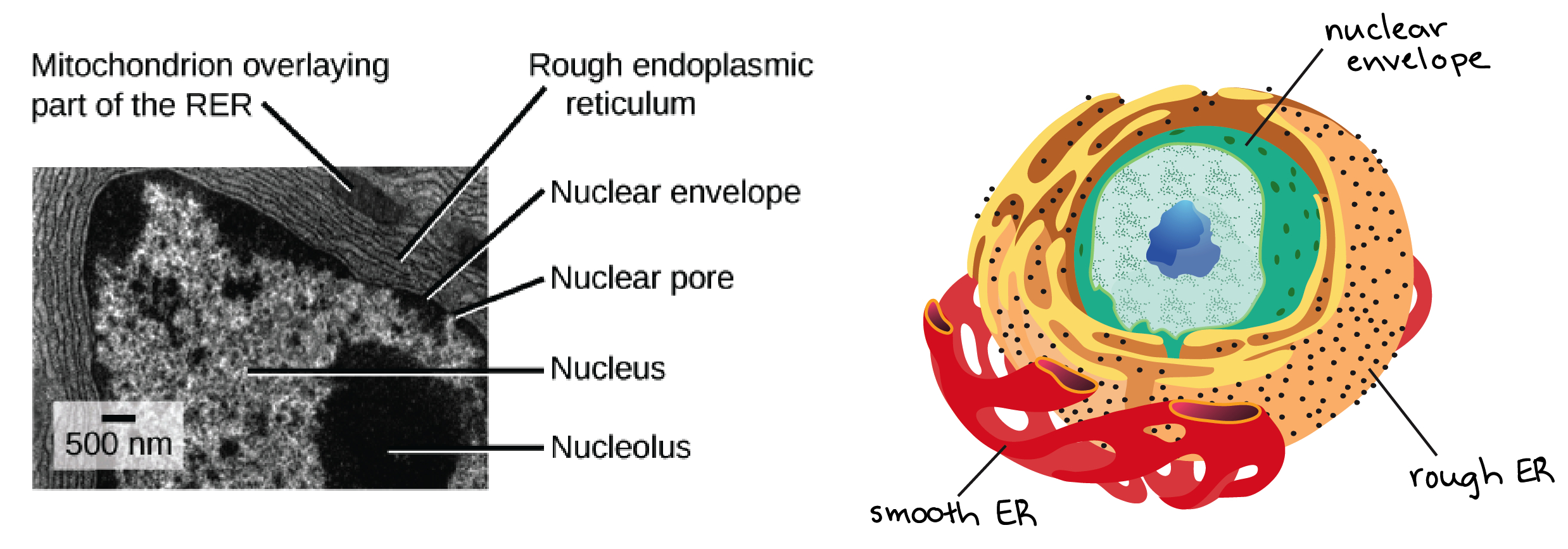 The Endomembrane System (Article) | Khan Academy regarding 3D Er Diagram