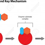 The Lock And Key Mechanism Labeled Diagram Within Key Diagram