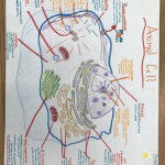 This Animal Cell Includes: #nucleus #rough Endoplasmic With Regard To Endoplasmic Reticulum Drawing