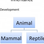 Zoo Vid 6 Inheritance Class Diagrams Intended For Er Diagram For Zoo Management System