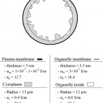 Details In The Double Shell Model Used In The Simulations Pertaining To Er Diagram Double Circle