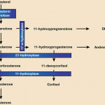 Endocrine And Reproductive Physiology | Springerlink With Regard To Er Diagram Là Gì