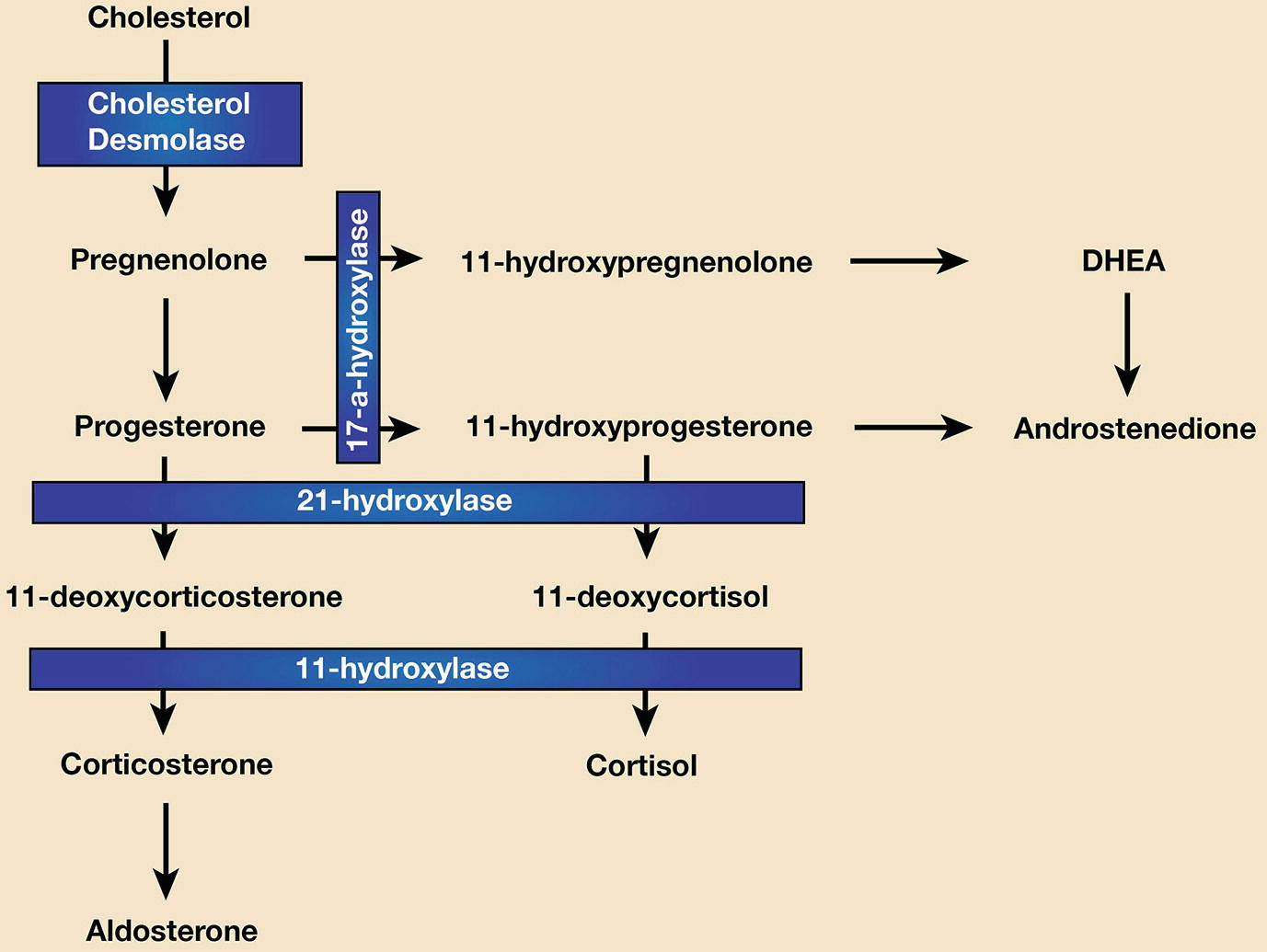 Endocrine And Reproductive Physiology | Springerlink with regard to Er Diagram Là Gì