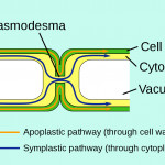 Plasmodesma   Wikipedia Intended For Er Diagram Là Gì