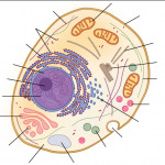 Biology  Cellular Organelles 1 (Ribosomes   Smooth Er With Regard To Er Diagram Quizlet