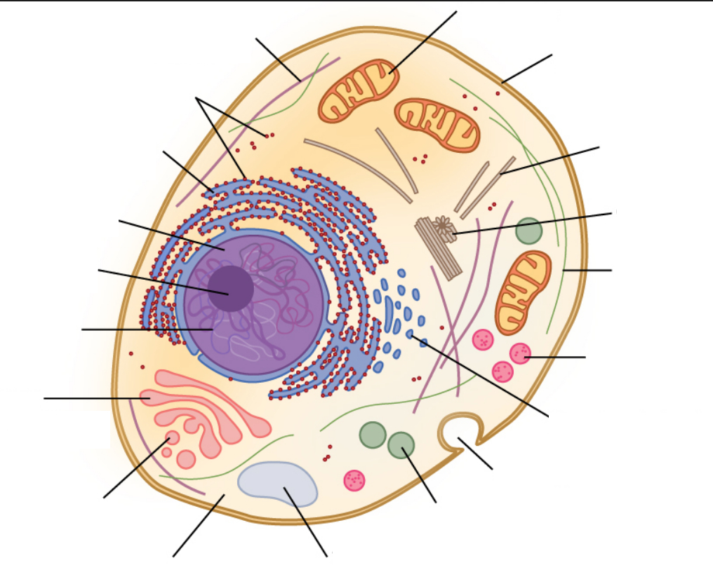 Biology- Cellular Organelles 1 (Ribosomes - Smooth Er with regard to Er Diagram Quizlet