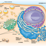 Cell Structure/function Diagram | Quizlet For Er Diagram Quizlet