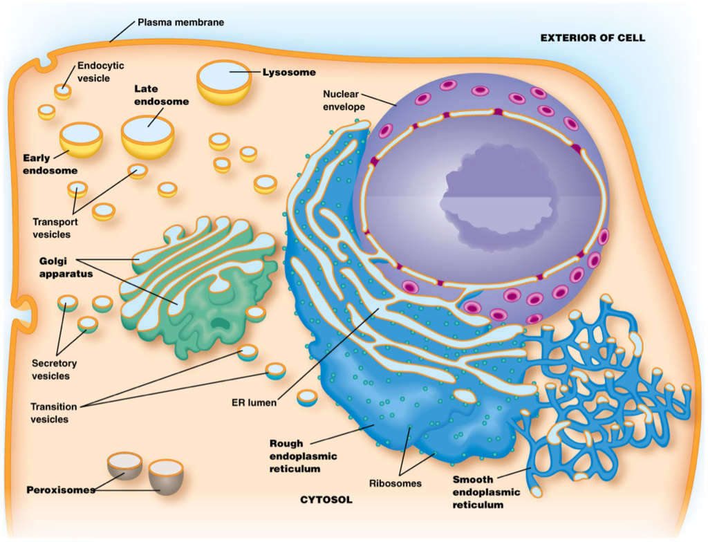 Cell Structure/function Diagram | Quizlet for Er Diagram Quizlet