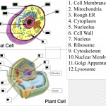 Cell Study Guide Diagram | Quizlet Throughout Er Diagram Quizlet