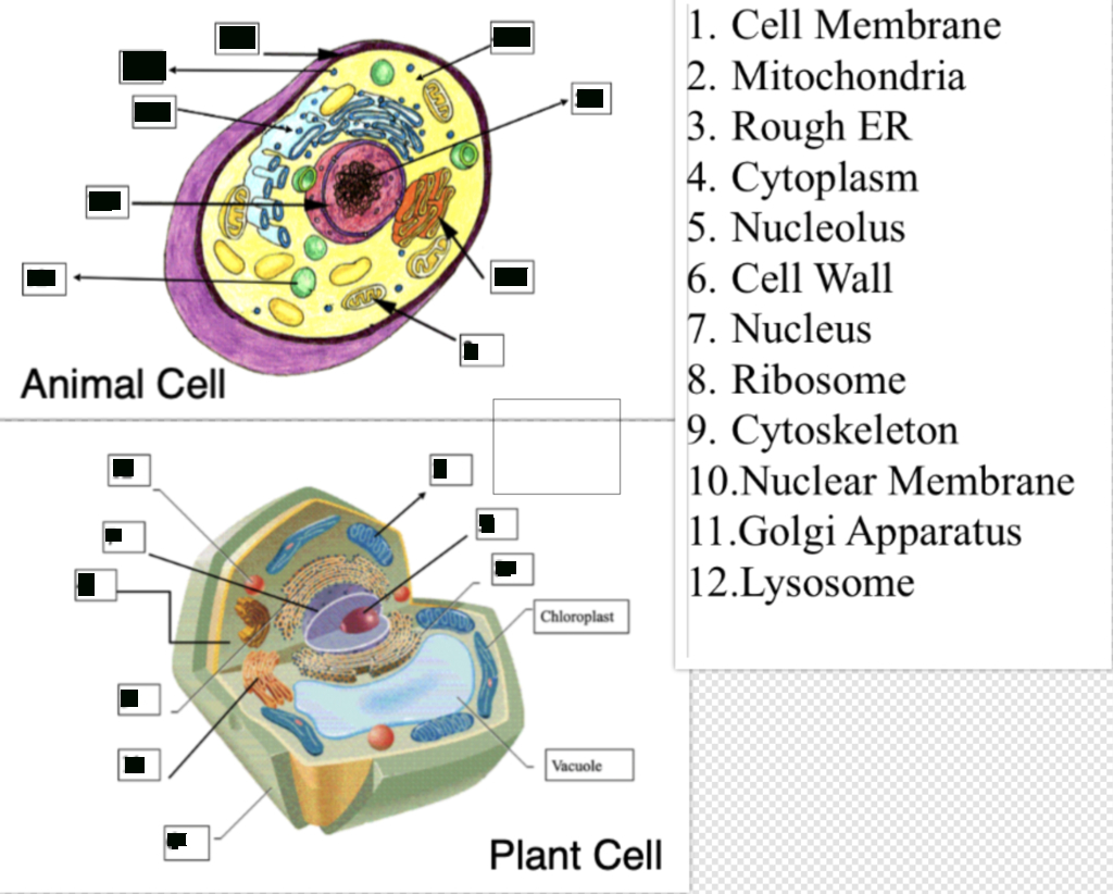 Cell Study Guide Diagram | Quizlet throughout Er Diagram Quizlet