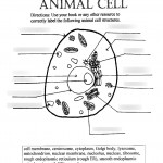 Cells And Organelles Diagram | Quizlet With Regard To Er Diagram Quizlet