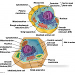 Exam 1 Diagram | Quizlet In Er Diagram Quizlet