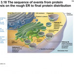 Protein Synthesis On The Rough Er Diagram | Quizlet Inside Er Diagram Quizlet