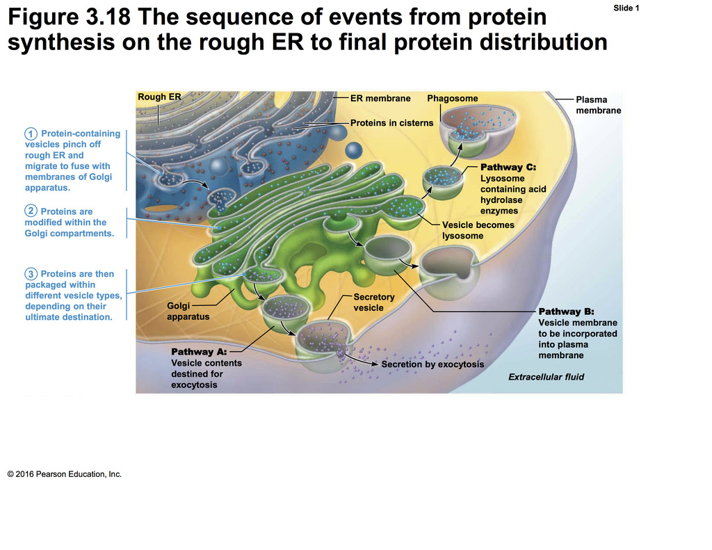 Protein Synthesis On The Rough Er Diagram | Quizlet inside Er Diagram Quizlet