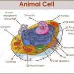 Animal Cell Anatomy Diagram Structure With All Parts Nucleus