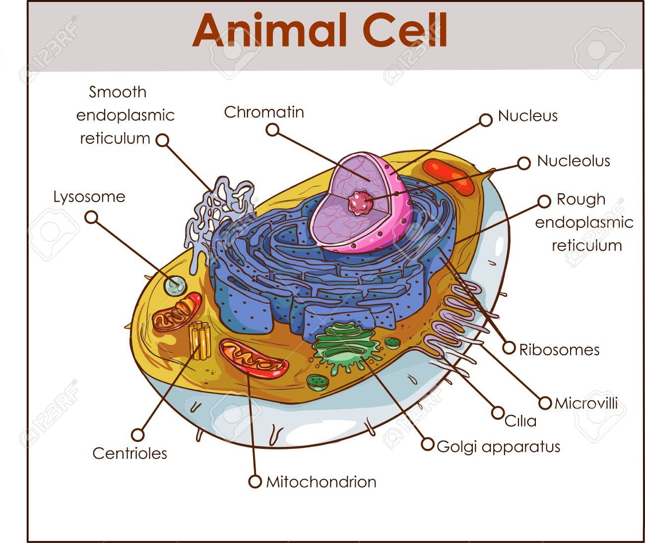 Animal Cell Anatomy Diagram Structure With All Parts Nucleus