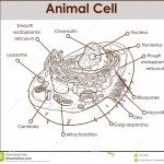 Animal Cell Anatomy Diagram Structure With All Parts Nucleus