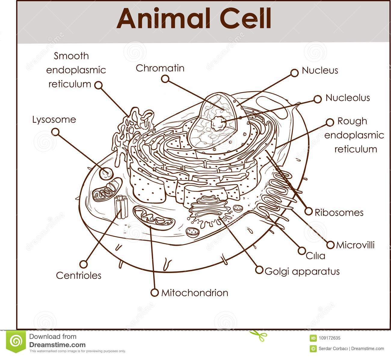 Animal Cell Anatomy Diagram Structure With All Parts Nucleus