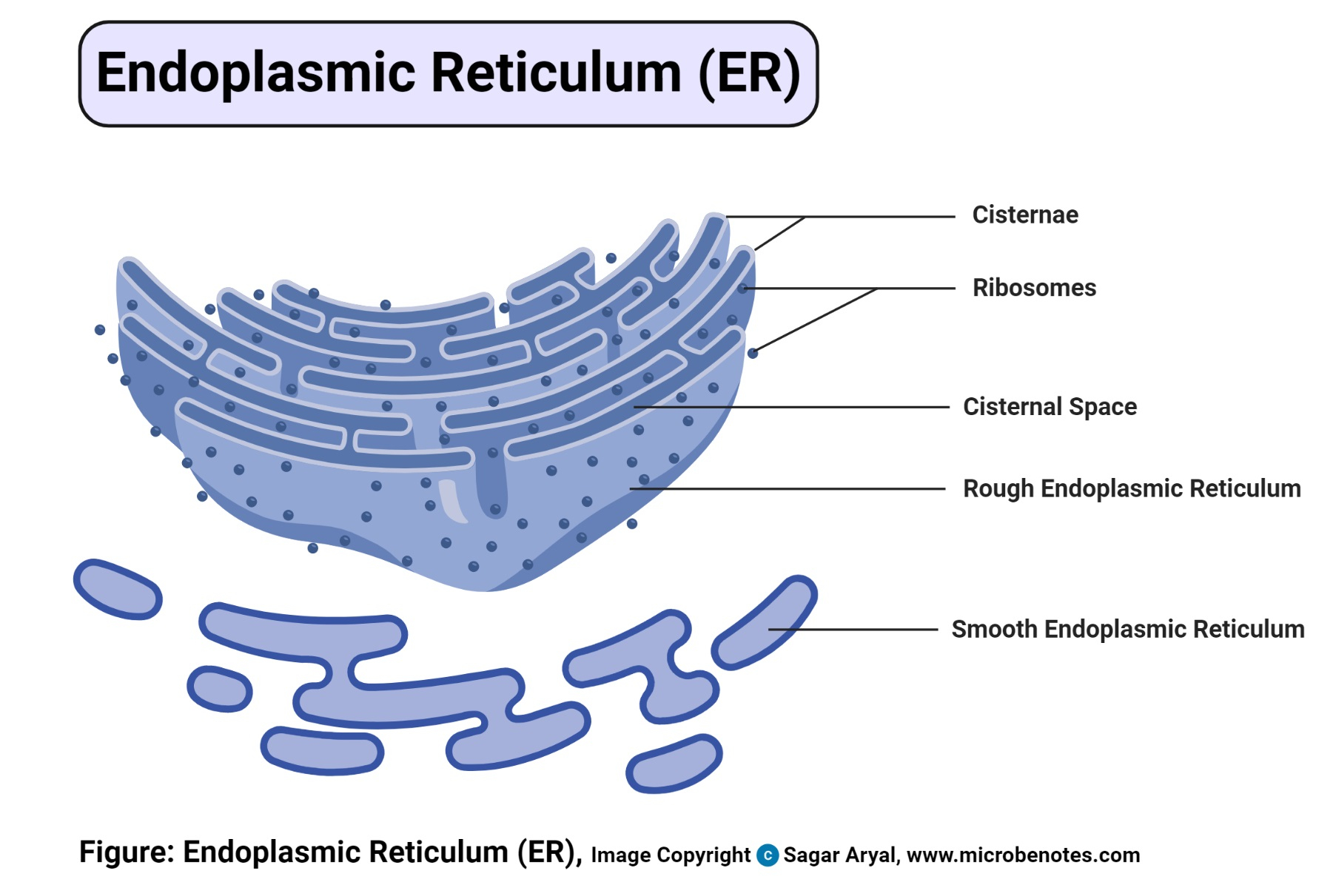 Animal Cell- Definition, Structure, Parts, Functions And Diagram