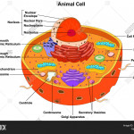 Diagram] Endoplasmic Reticulum Diagram Full Version Hd