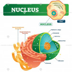 Nucleus Biological Vector Illustration Diagram | Teaching