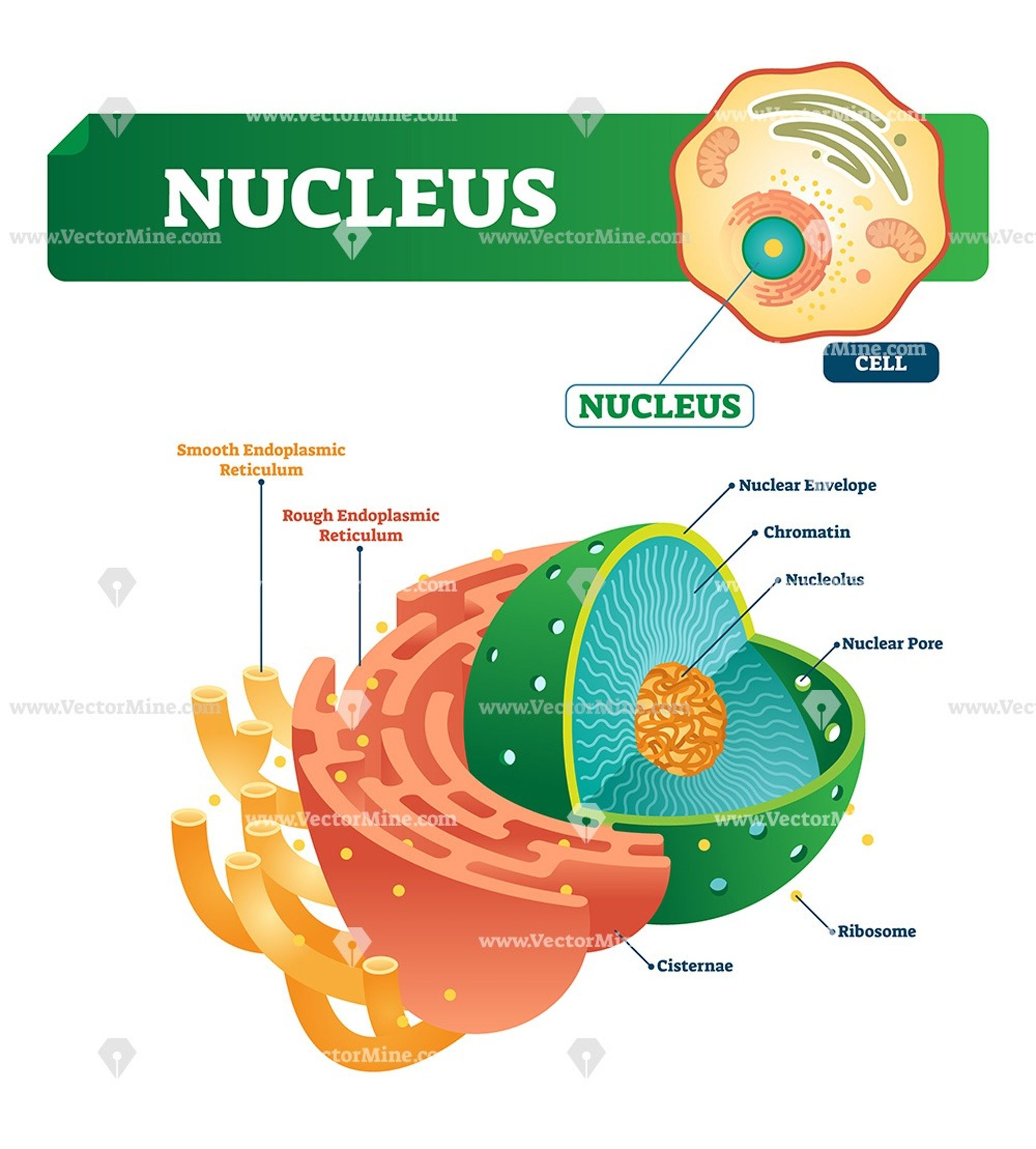 Nucleus Biological Vector Illustration Diagram | Teaching