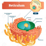 Reticulum Labeled Vector Illustration Scheme. Anatomical Diagram..