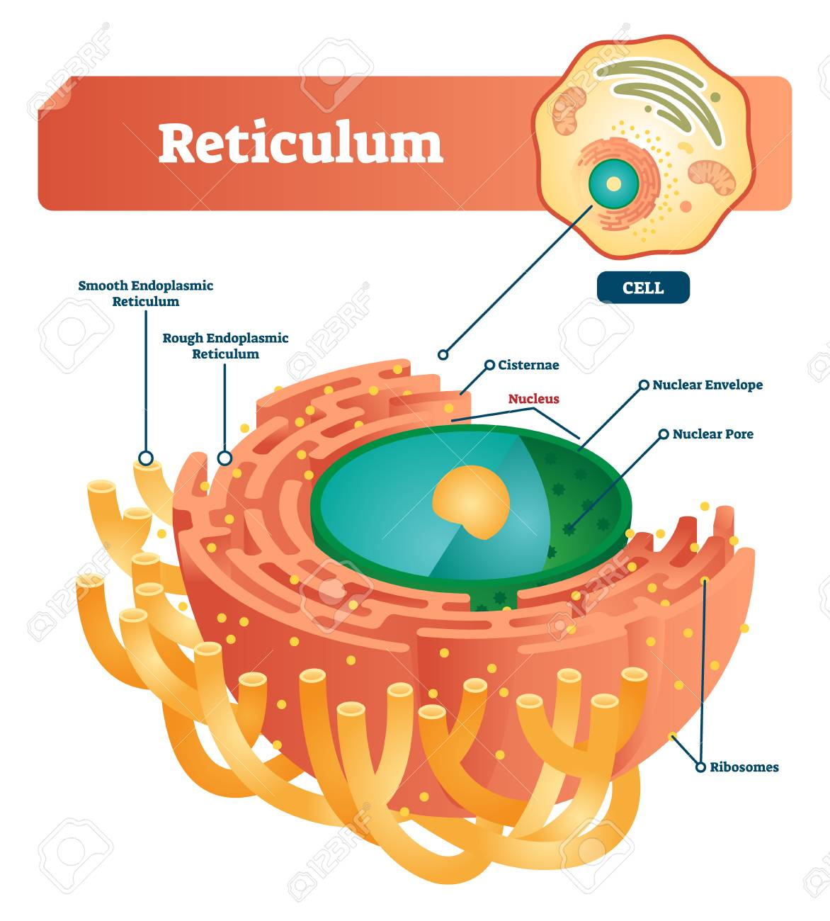 Reticulum Labeled Vector Illustration Scheme. Anatomical Diagram..