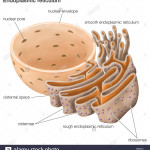 Rough And Smooth Endoplasmic Reticulum High Resolution Stock